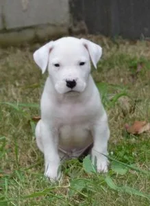 UKC Healthy Dogo Argentino puppies available.