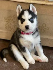 Blue Siberian husky pups for sale