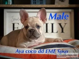 Handsome French Bulldogs