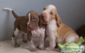 Stunning Bracco Italiano Puppies.