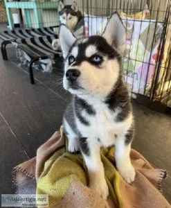 Quality Blue eyes AKC REG Siberian husky pups
