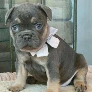 Lovely BlueTan Frenchies Puppies