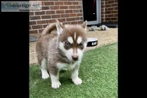 Top Blue eyes AKC REG Siberian husky pups