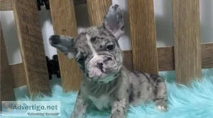 Gorgeous Frenchton puppies for sale.