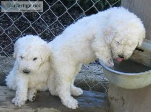 Well socialized Komondor puppies for Adoption.