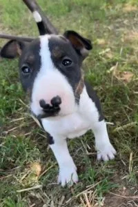Beautiful Bull Terrier Puppies