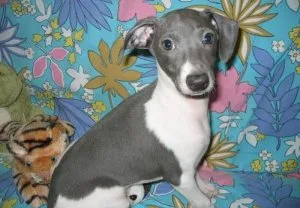 Home Raised Italian Greyhound Puppies.