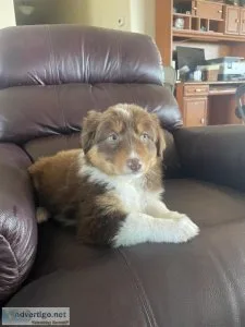 Australian shepherd puppies