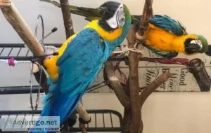 Well tamed Blue and Gold Macaws available