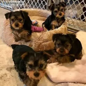 Yorkie puppies 5 of them now ready