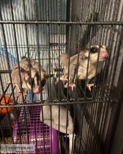 Energetic Sugar Glider Pets