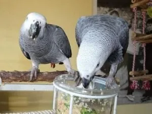 Very Intelligent Bonded Pair African Grey Parrots