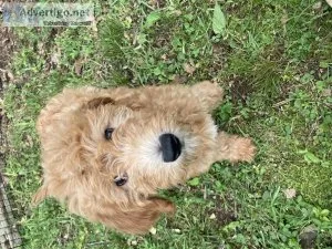 Golden doodle