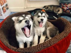 Young Blue eyes AKC REG Siberian husky pups for sale