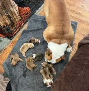 4 English bulldog puppies for sale