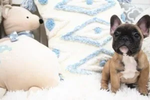 Well Socialized French Bulldog puppies for sale.