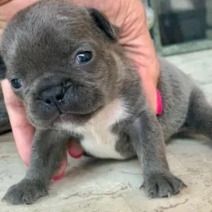 Lovely Blue French Bulldog Puppies