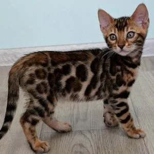Adorable kittens available for rehoming to good people and famil