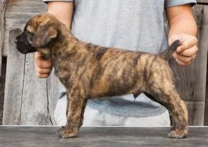 Lovely Cane Corso Italiano Puppies.