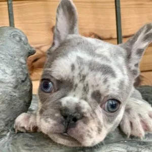 French bulldog puppies for sale