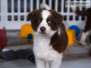 Border Collie Puppies for sale.