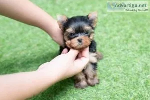 Purebred Tiny Yorkie Puppies