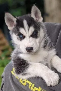 Uni Blue eyes AKC REG Siberian husky pups for sale