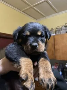Top Rottweiler Puppies for sale