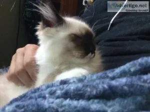 Rag doll kittens