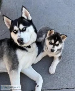 Exetreme Blue eyes AKC REG Siberian husky pups for sale