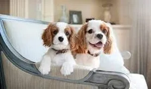 King Charles For Re homing
