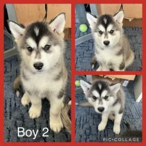 Lifely Blue eyes AKC REG Siberian husky pups for sale