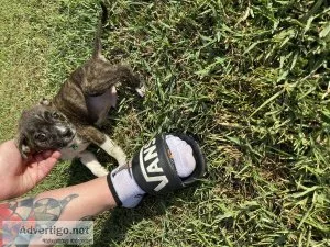 Chihuahua Terrier Mix