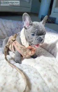 Male and female French bulldog ready now
