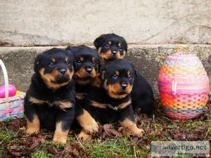 Max Gorgois Rottweiler puppies for sale