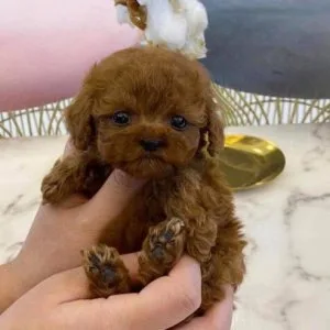 Well Socialized and healthy Toy Poodle Puppies.