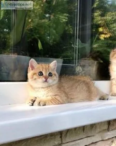 Adorable kittens available for rehoming to good people and famil
