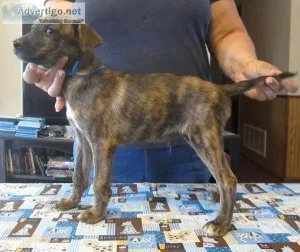 NKC registered MOUNTAIN FEIST pups CH lines Puppies