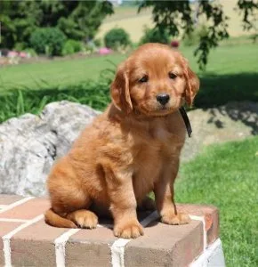 Daisy Specials Golden retriever puppies are searching for they 5