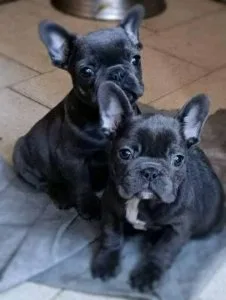 Lovely French Bulldog puppies for sale text via 626-655-1287