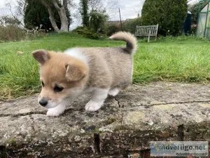Luna Cute Corgi puppies for sale