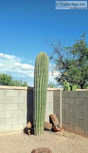 7  Foot Tall 66" Inches Around Saguaro Cactus Spear