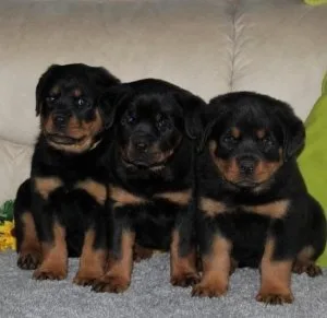 Top Rottweiler Puppies for sale