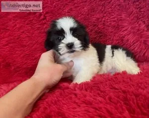 Maltipoo Puppies