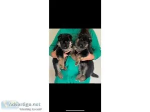 Top Class German Shepard puppies for sale