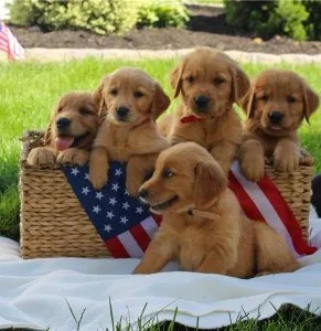 Jenny Perfect Golden retriever puppies are searching for they 5s