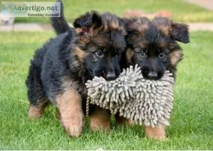 Adorable German Shepherd Pups Ready To Go
