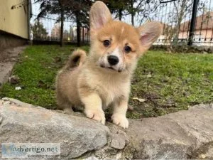 Charlie Cute Corgi puppies for sale