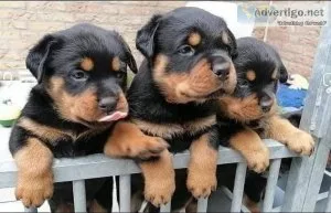 AKC REG  oldRottweiler for sale text via 626-655-1287