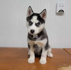 Siberian Husky puppies for sale